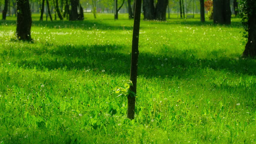 Sapling in the park, Zagreb capital of Croatia. Spring (or summer) snow in the air - from Populus tremula tree