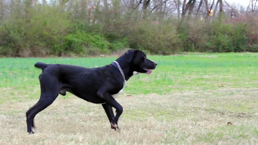 Large Dog Barking