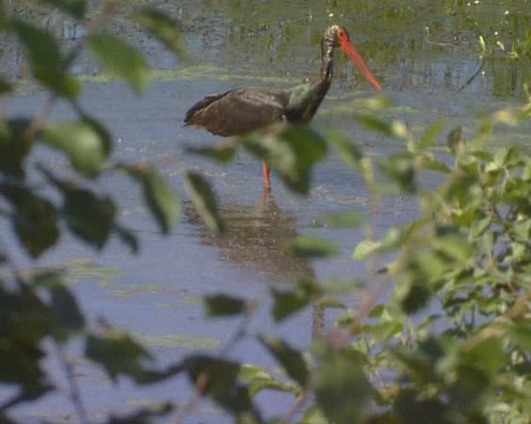 Black stork Ciconia nigra looking for food frog and fish in lake swamp. Vanishing protected bird in IUCN Red List book.