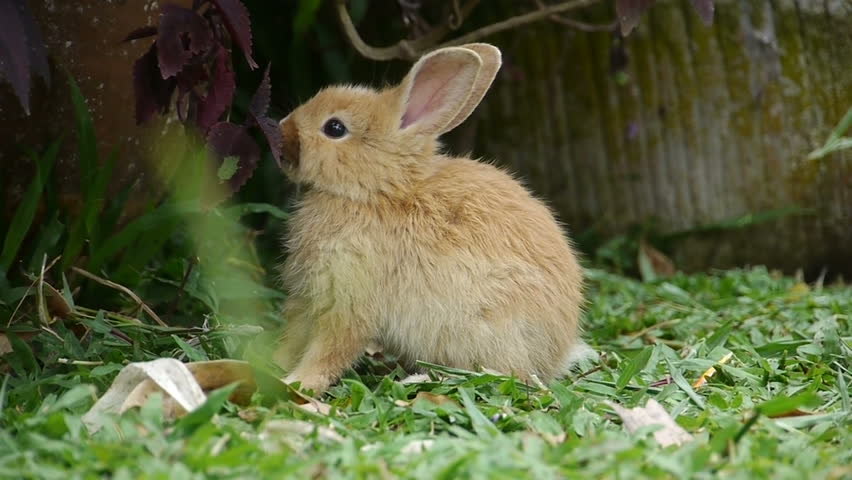 rabbit