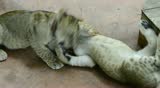 Tiger playing in the zoo