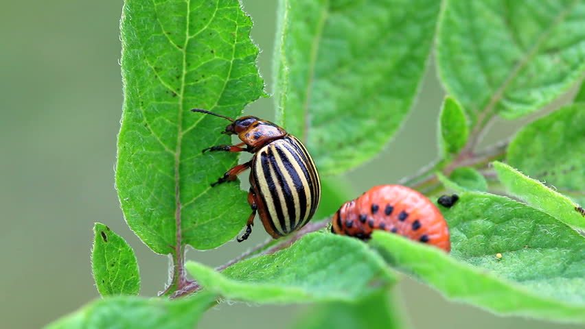 Colorado Potato Beetle Larva, Leptinotarsa Decemlineata