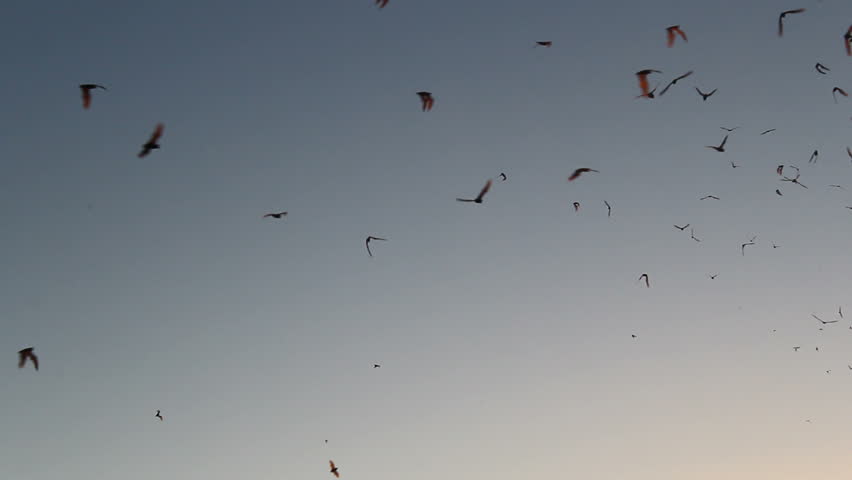 Bats travel through evening sky in search of insects. 1080p