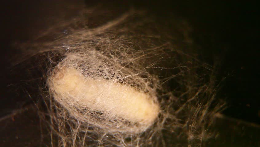 silkworm is netting its cocoon