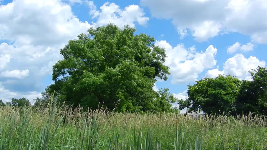park in summer