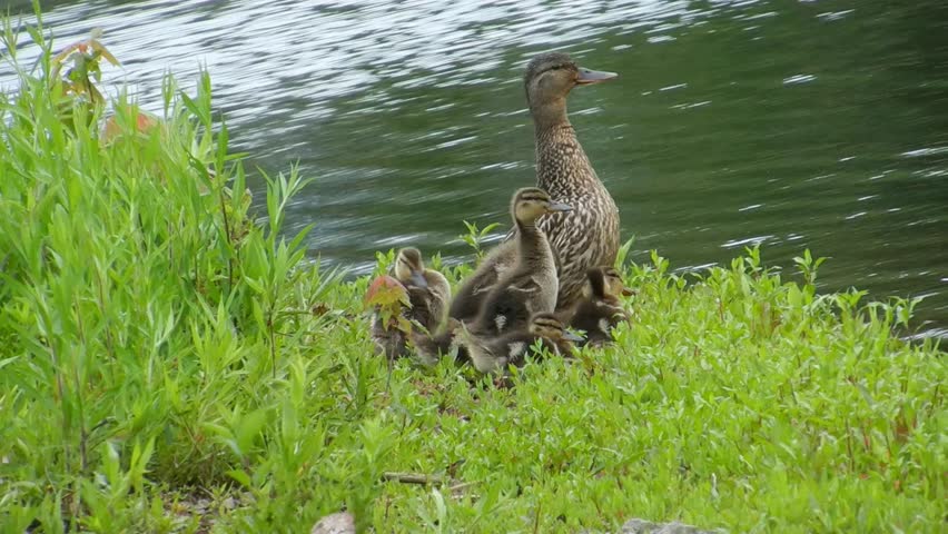 duck family