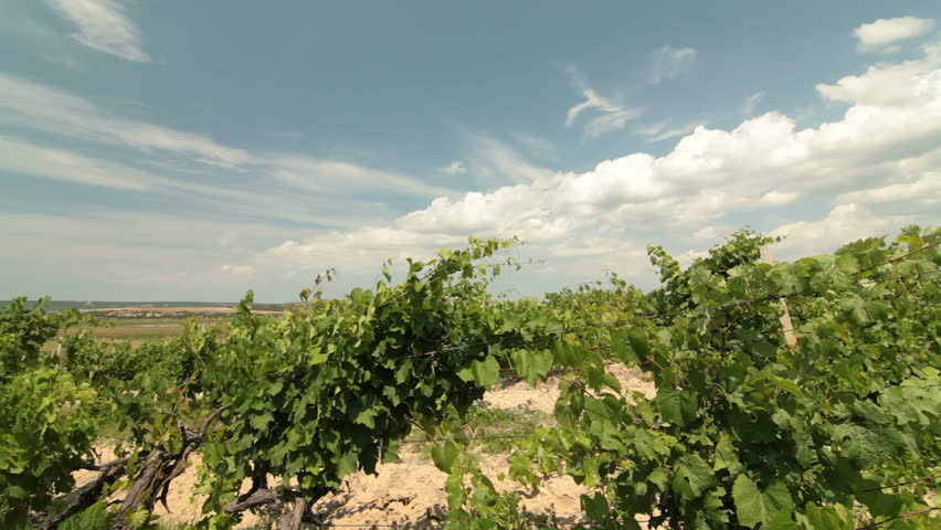 DOLLY: Summer Vineyard