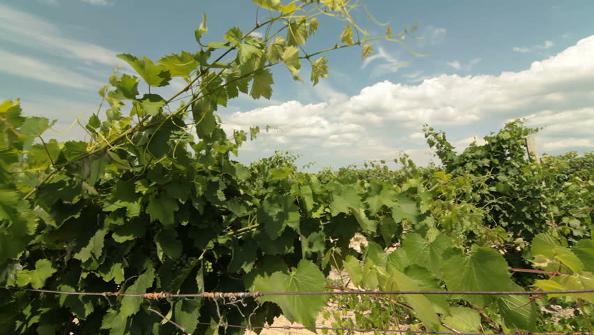 DOLLY: Green Bunches of Grapes