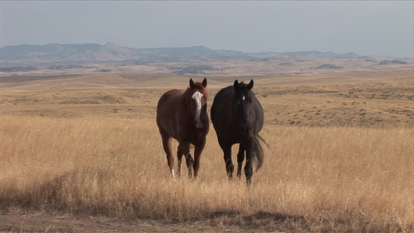 Horses walking together along the grass field in Montana United States
