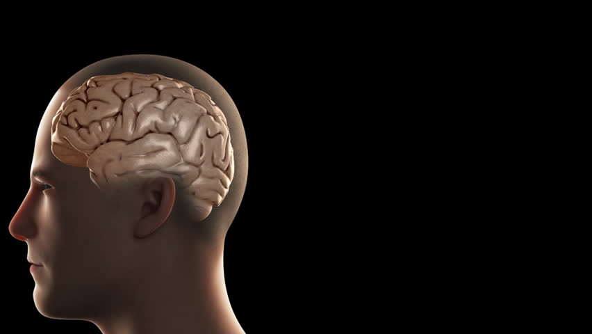 Head neck rotation of transparent human male skull showing inside brain and anatomy of cerebral cortex hemispheres and brain stem in red black background 3D CG model animation