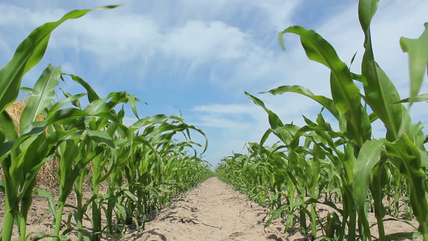 Dolly shot of juvenile corn plants