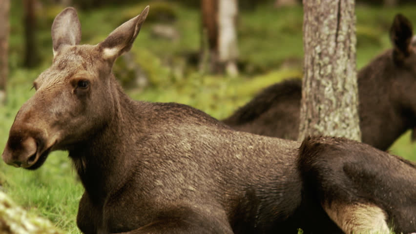 A moose