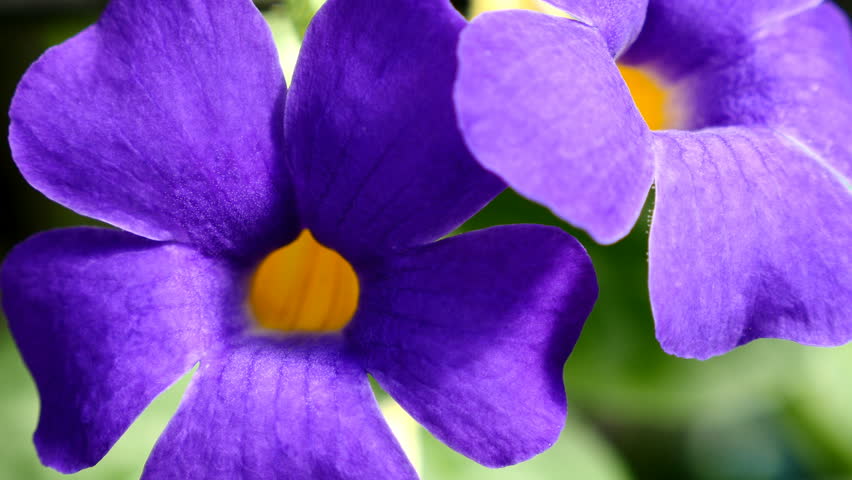 Header of Acanthaceae