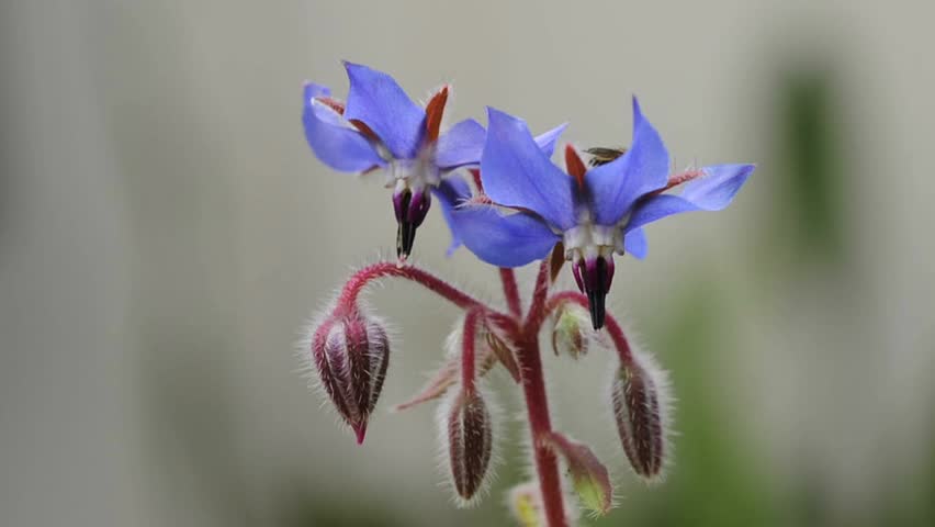 common borage