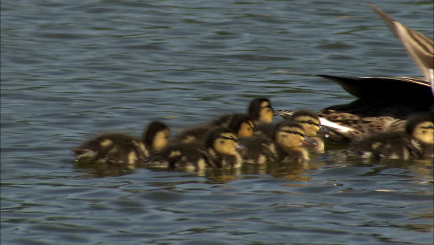 A seabird and her ducklings