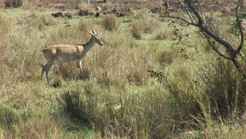 Brazil: Fauna of Amazon river region - antelopes
