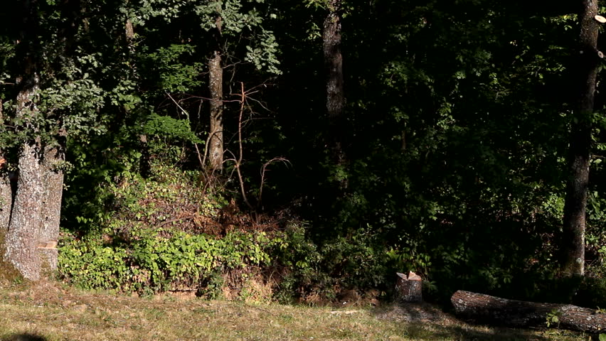 Cutting tree down with chainsaw