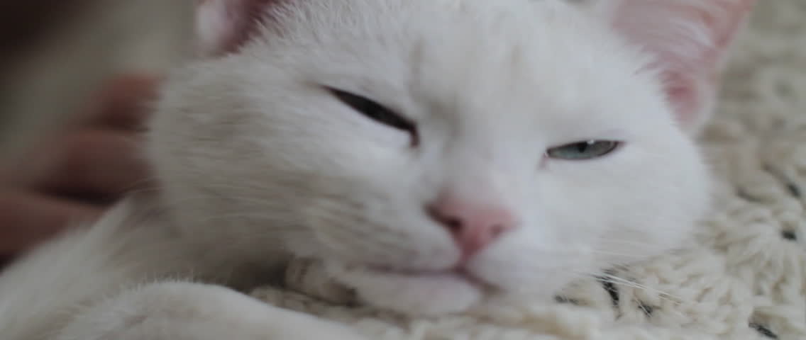 White cat getting a neck rub from a human, getting sleepy.