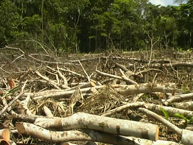 Rainforest cleared for slash and burn agriculture in Loreto Province, Peru