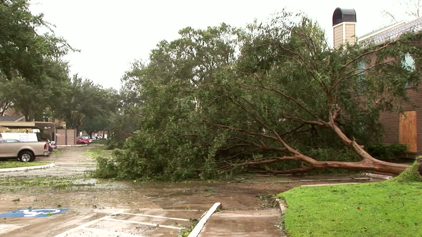 A tree in an apartment complex parking lot uprooted and downed by hurricane force winds. 