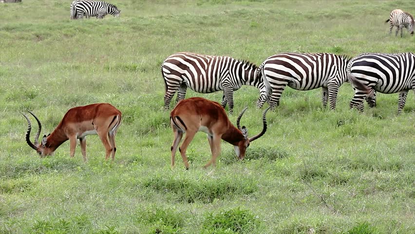Wild Impala (Aepyceros melampus) & Zebra (Equus quagga, formerly Equus burchelli) Graze & Feed Together for Protection in Lake Nakuru, Kenya. Communal grazing allows for a better lookout for predators
