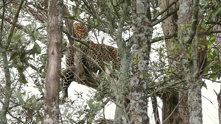 A Well-camouflaged WILD Leopard (Panthera pardus) lies motionless in a tree at Lake Nakuru in Kenya, Africa. Trees sway in the breeze and wind, but the Leopard stays perfectly hidden and still.