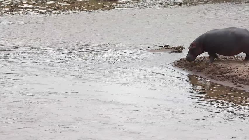 A WILD Hippopotamus slowly and carefully enters the Mara River in the Masai Mara, Kenya, Africa. These hippos frequently bask in the sun and then return to the water for a swim.