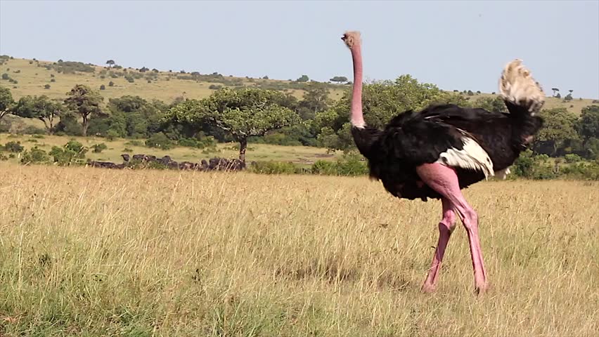 A WILD male Ostrich at the Masai Mara, Kenya, Africa. Ostrich walks around and pecks at the ground. Tanzania can be seen in the background.