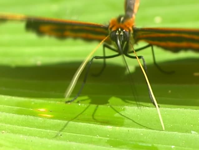 Ithomine butterfly drinking water using proboscis 