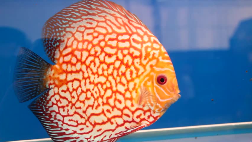 a Red Stripe Pigeon Blood Discus