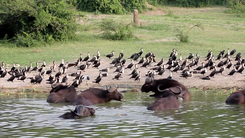 WILD Herd of African Buffalo & flock of Cormorants Gather Along Shore of Kazinga Channel in Uganda. Filmed while cruising the channel from a boat, these animals share the channel with hippos & crocs!