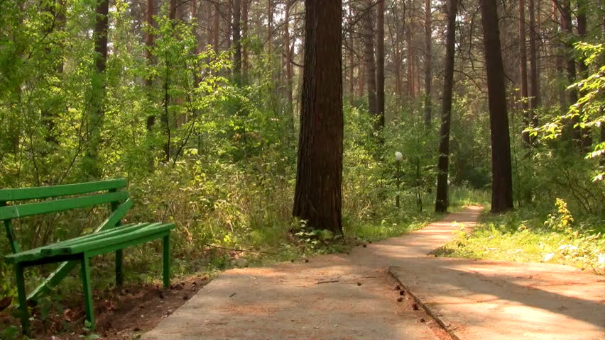 Time lapse footpath in the forest
