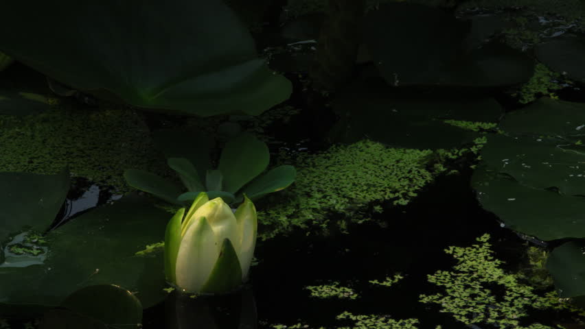 Time lapse opening of water lily flower 