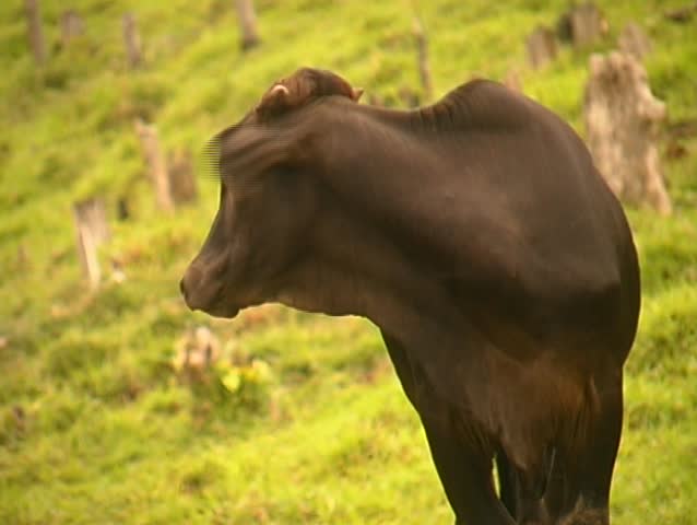 Zebu bull mooing in a rainforest clearing in the Peruvian Amazon 