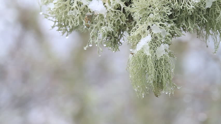 Cold day, closeup of lichen, snow and water drops