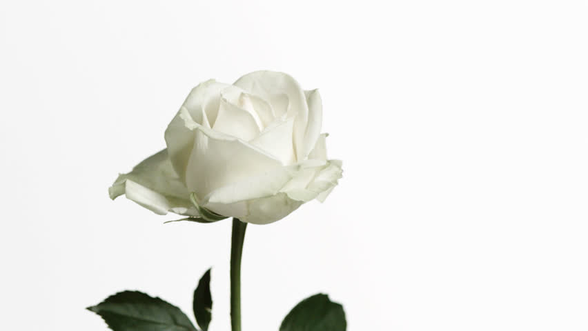 Black Droplets Falling On White Rose Against Background Black Droplets Falling On White Rose Against Background Stock Footage 2500055 Shutterstock