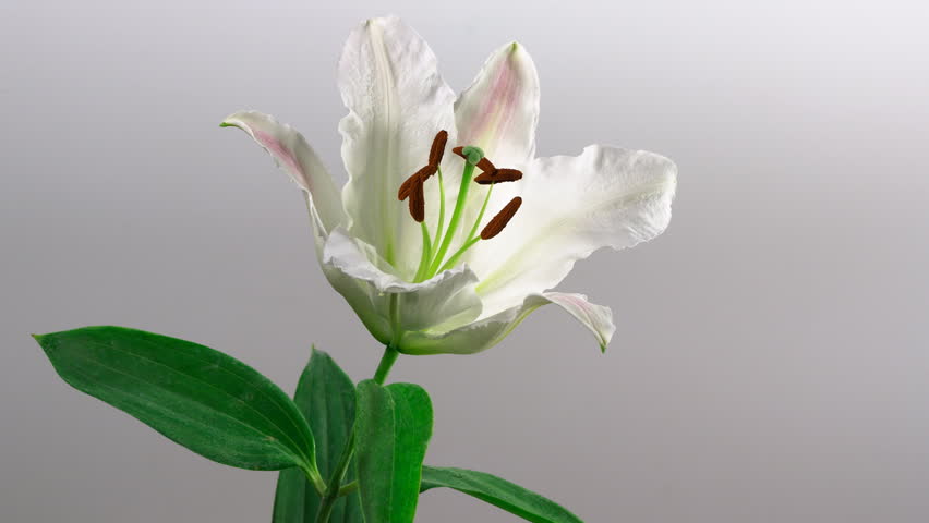 Closeup lily flower blossom growing time-lapse on gray background
