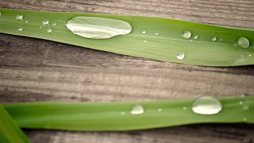Dew drops