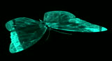 Aquamarine butterfly
