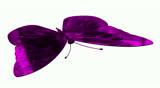 Pink ruby butterfly with white background