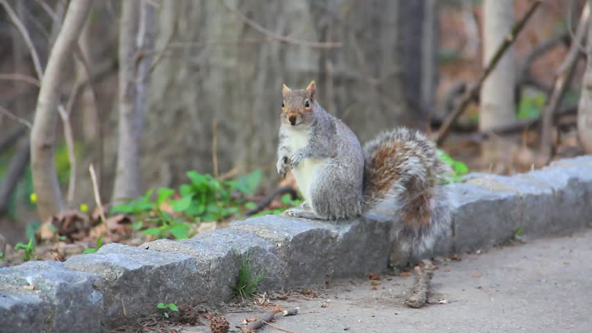 Squirrel in park looking at camera while chewing, then picking up a nut and eating it.