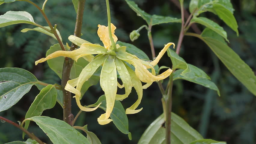 Ylang-Ylang flower on tree, for the manufacture of essential oil 