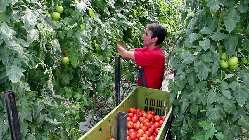 Harvesting tomatoes in a greenhouse