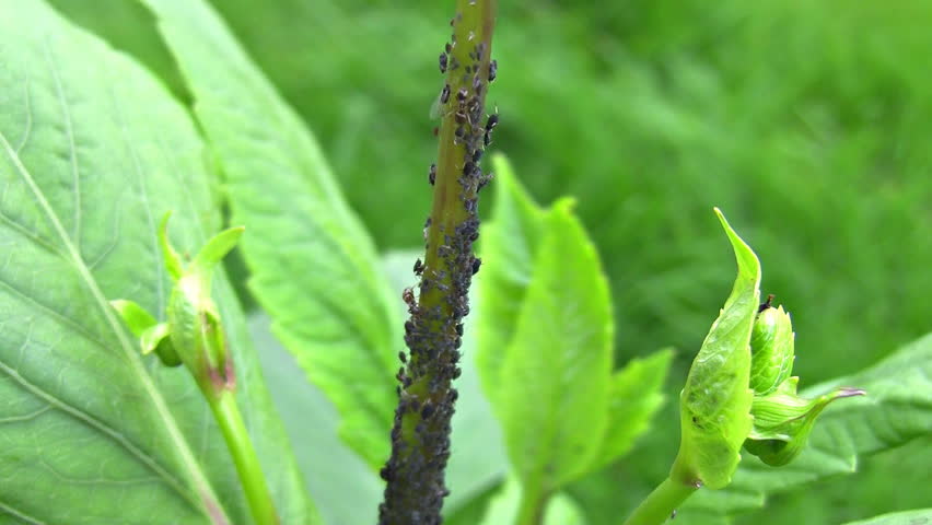 Close up of blackflies and ant on the green plant stem and white red nozzle spraying  poison spray