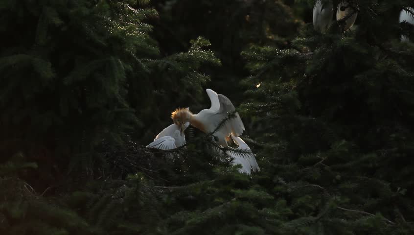 young and old wild cattle egret  living on Pinaceae trees in south east China, Fuzhou City, Jiangxi Province