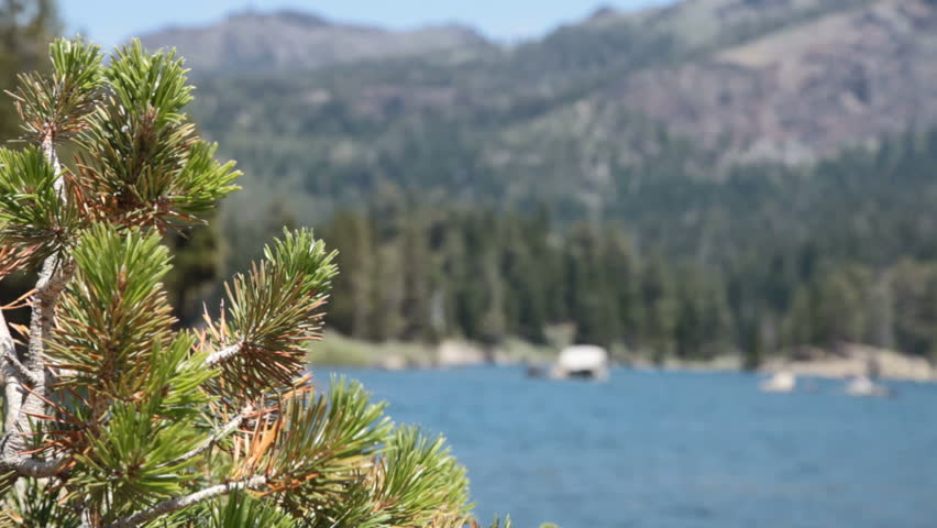 Baby Pine Tree Lake View