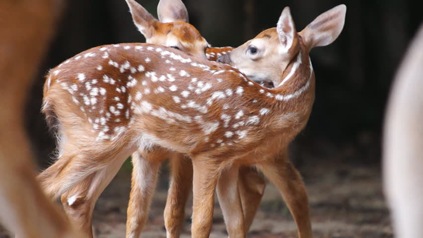 Whitetail Deer Fawns, Slow motion, 1/2 natural speed