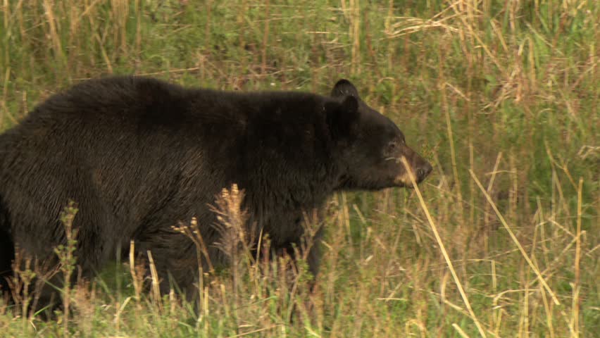 Black bear walking through meadow in Yellowstone 
