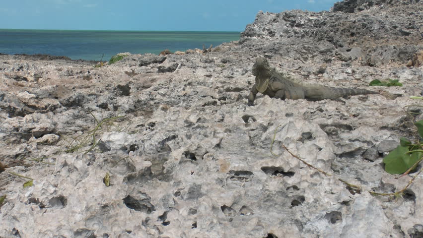 Cuban rock iguana (Cyclura nubila) in the wild, Cayo Largo
