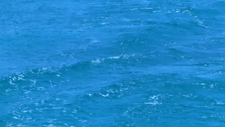 Barracuda, catched from boat